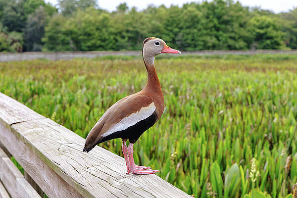 Florida Wall Art featuring the digital art Florida, Boynton Beach, Green Cay Nature Center & Wetlands, Black-bellied Whistling-duck #2 by Laura Diez
