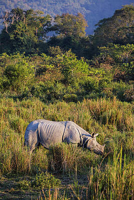 Indian Rhinoceros In Kaziranga National Park, Assam, India, Asia #2 Print