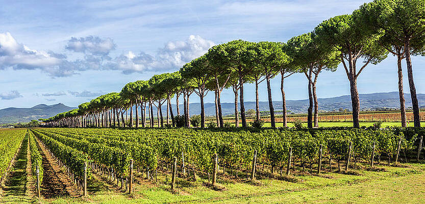 Wall Art featuring the digital art Italy, Tuscany, Livorno District, Castagneto Carducci, Bolgheri Wine Area, Typical Landscape With Vineyards And Maritime Pines #2 by Massimo Borchi