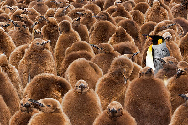 Crowd of Fluffy Penguin Chicks Wall Art