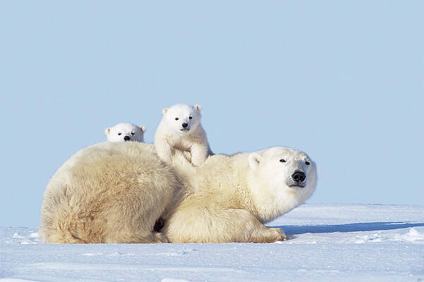 Polar Bear Family on Ice Wall Art