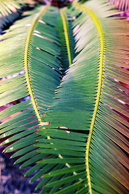 Florida Wall Art featuring the digital art 2 Plant Fronds Forming A Heart by Laura Diez