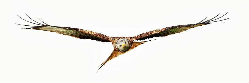 Red Kite - Bird of Prey in flight by Grant Glendinning