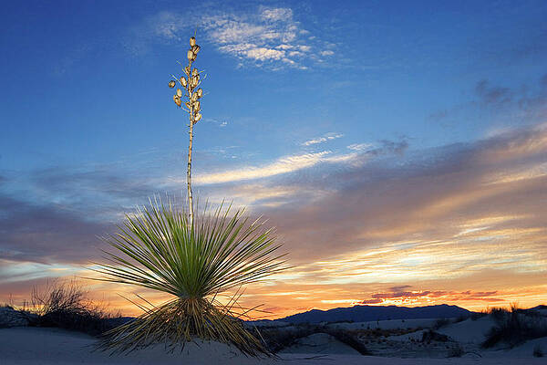 Soaptree At Sunset, Yucca Elata, Gypsum Dune Field, White Sands National Monument, New Mexico, Usa #2 Print