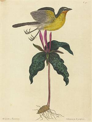 Yellow Wall Art featuring the painting The Yellow-breasted Chat by Mark Catesby