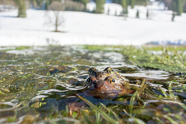 Toads Migrate Across The Snow In Oberallg�u To Their Spawning Grounds On Flooded Meadows #2 Print