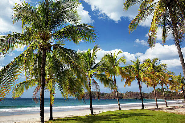 Tropical Beach with Palm Trees Wall Art