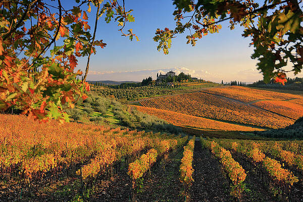 Autumn Wall Art featuring the digital art Tuscany, Vineyards In Autumn, Italy #2 by Riccardo Spila