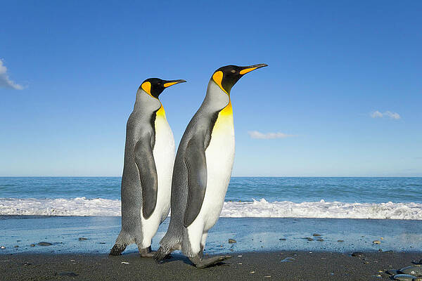 Wall Art featuring the photograph Two King Penguins Aptenodytes #2 by Eastcott Momatiuk