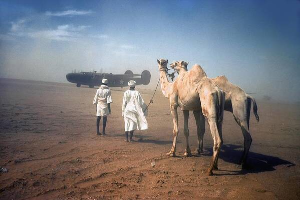Desert Camels and Aircraft Wall Art