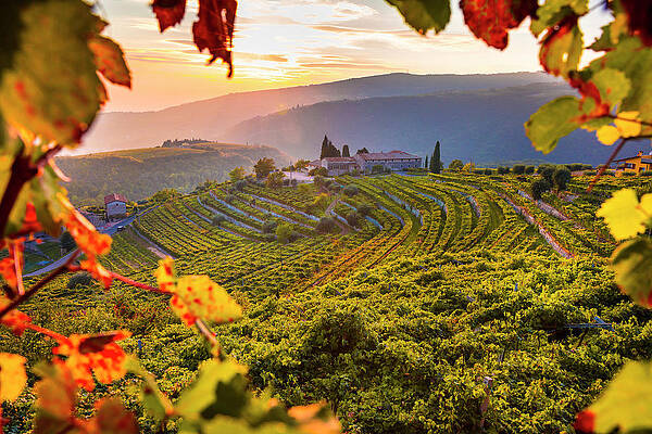 Wine Wall Art featuring the digital art Veneto, Typical Landscape, Vineyards #2 by Olimpio Fantuz