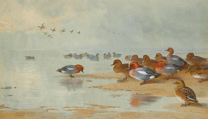 Flock Painting - Wigeon And Teal By The Waters Edge by Archibald Thorburn
