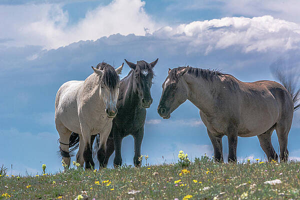 Wyoming Photograph - Wild Mustangs Of Montana #1 by Douglas Wielfaert