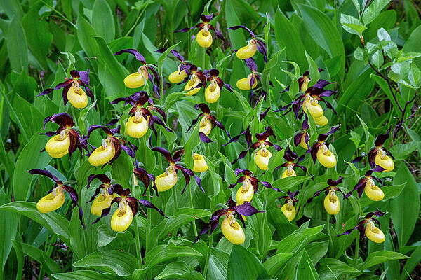 Yellow Wall Art featuring the digital art Yellow Ladys Slipper Orchid Cypripedium #2 by Hans-peter Huber