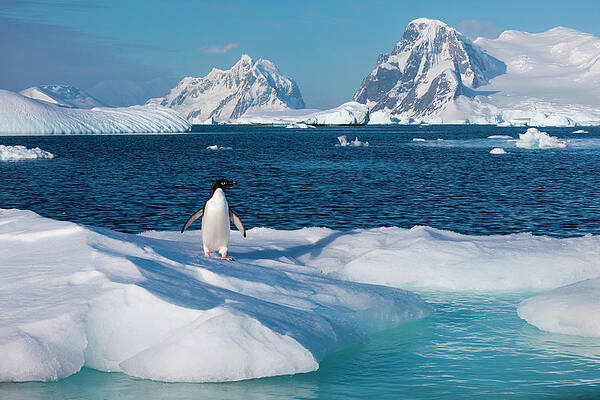 Penguin on Antarctic Ice Wall Art