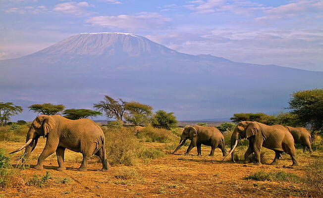 Elephant Wall Art featuring the digital art African Elephants #3 by Hp Huber