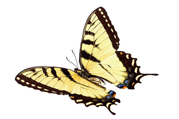 Wall Art featuring the photograph Butterfly #3 by Liliboas