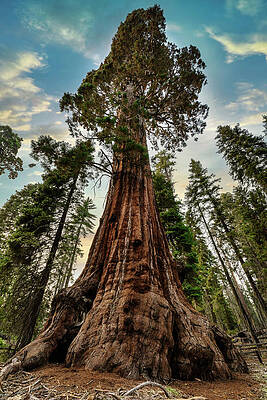 Majestic Sequoia Trees in California Wall Art