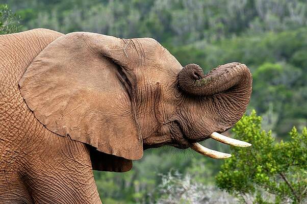 Elephant Wall Art featuring the digital art Elephant #3 by Jacana Stock