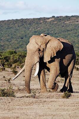Elephant Wall Art featuring the digital art Elephant, South Africa #3 by Richard Taylor