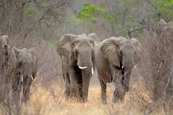 Elephant Wall Art featuring the digital art Elephants #3 by Heeb Photos