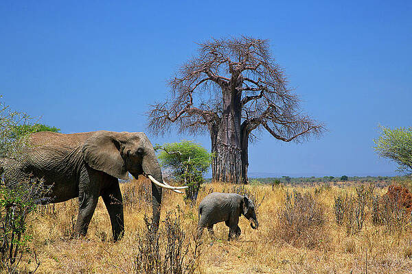 Elephant Wall Art featuring the digital art Elephants #3 by Hp Huber