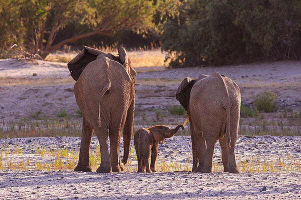 Elephant Wall Art featuring the digital art Elephants, Kunene Region, Namibia #3 by Heeb Photos