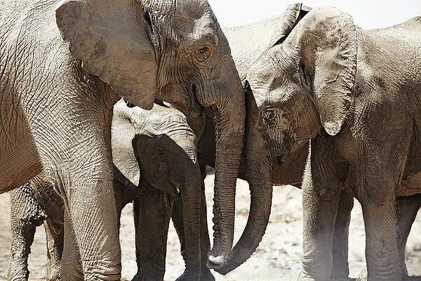 Elephant Wall Art featuring the digital art Elephants, South Africa #3 by Richard Taylor