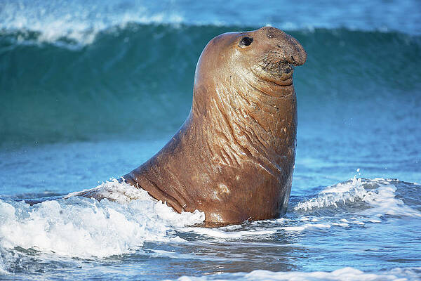 Elephant Wall Art featuring the digital art Falkland Islands, Southern Elephant Seal (mirounga Leonina) On Sea Lion Island, Atlantic #3 by Marco Simoni