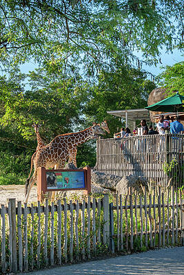 Wall Art featuring the digital art Giraffe At Miami Zoo, Florida #3 by Laura Zeid
