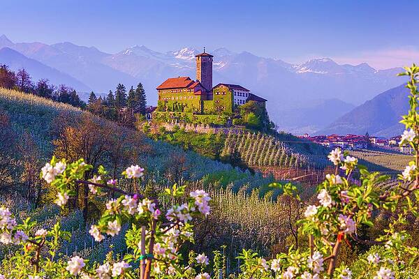Wall Art featuring the digital art Italy, Trentino-alto Adige, Alps, Trento District, Trentino, Val Di Non, Tassullo, Castel Valer And Apple Trees In Spring #3 by Olimpio Fantuz
