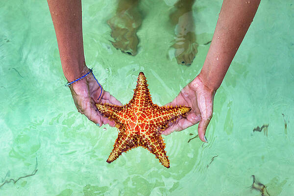 Wall Art featuring the digital art Starfish Point, Cayman Islands #3 by Angela Pagano