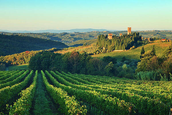 Wine Wall Art featuring the digital art Tuscany, Chianti, Vineyards, Italy #3 by Luigi Vaccarella