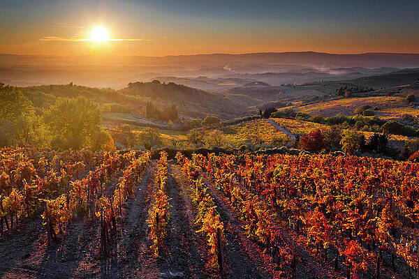 Beautiful Wall Art featuring the digital art Tuscany, Sangiovese Vineyards, Italy #3 by Olimpio Fantuz