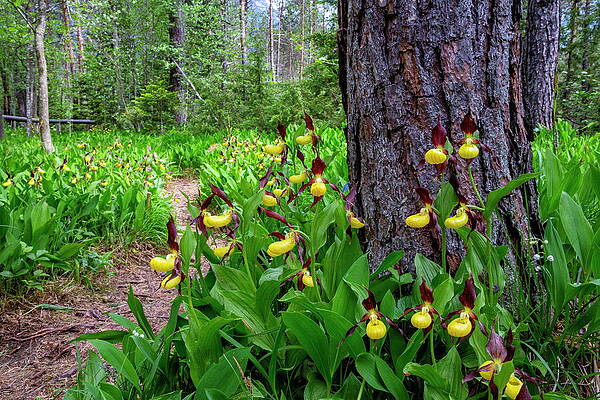 Yellow Wall Art featuring the digital art Yellow Ladys Slipper Orchid Cypripedium #3 by Hans-peter Huber