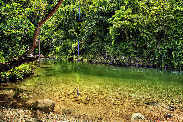Wall Art featuring the digital art Yunque Nat'l Forest, Puerto Rico #31 by Claudia Uripos