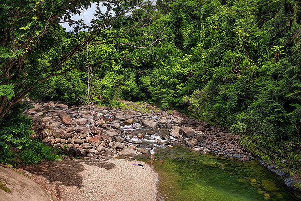 Wall Art featuring the digital art Yunque, Nat'l Forest, Puerto Rico #32 by Claudia Uripos