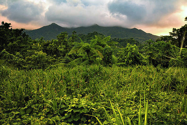 Wall Art featuring the digital art Yunque, Nat'l Forest, Puerto Rico #35 by Claudia Uripos