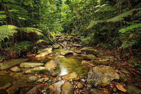 Wall Art featuring the digital art Yunque Nat'l Forest, Puerto Rico #36 by Claudia Uripos