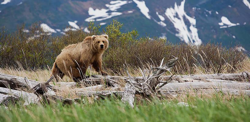 Grizzly Bear in Mountain Landscape Wall Art
