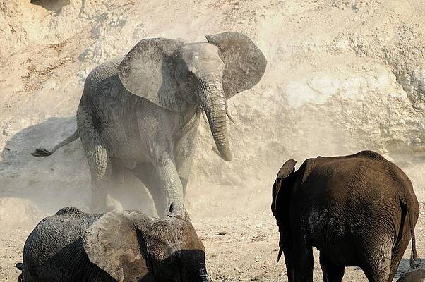 Elephant Wall Art featuring the digital art Elephants #4 by Heeb Photos