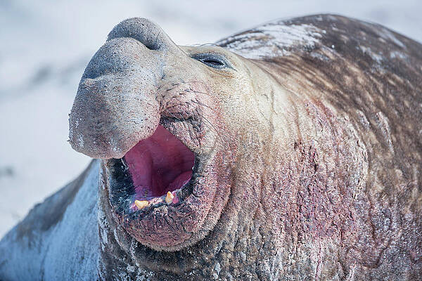 Elephant Wall Art featuring the digital art Falkland Islands, Southern Elephant Seal (mirounga Leonina) On Sea Lion Island, Atlantic #4 by Marco Simoni