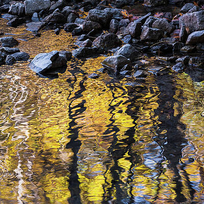 Abstract Wall Art featuring the photograph Fall Colors - Abstract Nature #5 by Shankar Adiseshan