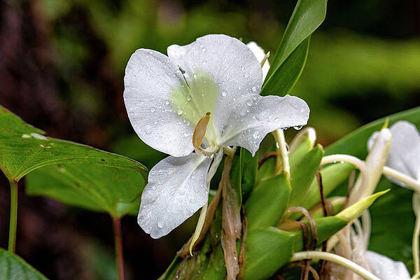 Wall Art featuring the digital art Lily, Yunque Nat'l Forest, Pr #4 by Claudia Uripos