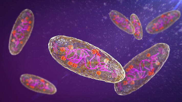 black plague bacteria drawing