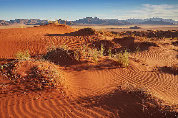 Red Dunes In The Namib Rand Nature Reserve, Namib Naukluft Park, Namibia #4 Print