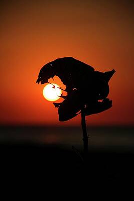 Moody Wall Art featuring the photograph Sunset On Caribbean #2 by Robert Grac
