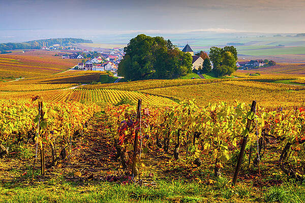 Wall Art featuring the digital art Vineyards, Champagne, France #4 by Olimpio Fantuz