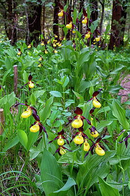 Yellow Wall Art featuring the digital art Yellow Ladys Slipper Orchid Cypripedium #4 by Hans-peter Huber