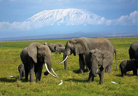 Elephant Wall Art featuring the digital art African Elephants #5 by Hp Huber